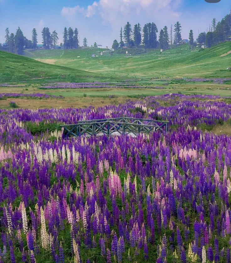 Gulmarg